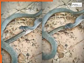 Sanp Ka Viral Video: अपनी ही पूंछ निगलने लगा ये सांप, तभी जो हुआ होश ना उड़ा जाए तो कहना | देखें वीडियो