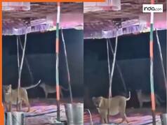 Sher Ka Video: अचानक शादी में शेर ने मार दी एंट्री, फिर जो हुआ यकीन ना करेंगे | देखें वीडियो