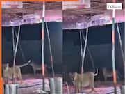 Sher Ka Video: अचानक शादी में शेर ने मार दी एंट्री, फिर जो हुआ यकीन ना करेंगे | देखें वीडियो