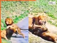 Lion Fight Video: शेरनी के लिए आपस में भिड़ गए दो शेर, आगे जो हुआ देखते रह जाएंगे