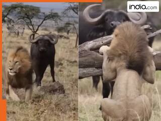 Sher Ka Video: जंगल का राजा ही डरपोक निकला, शिकार की ताकत देखकर पेड़ पर चढ़ गया शेर | देखें वीडियो