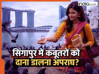 सिंगापुर में कबूतर को दाना डालना भारतीय महिला को पड़ा भारी, कोर्ट ने ठोका इतना भारी जुर्माना, सुनकर उड़ जाएंगे होश