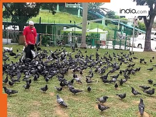 2 लाख का पड़ गया एक कबूतर! 71 साल की बुजुर्ग महिला ने ऐसा क्या कर दिया कि कोर्ट ने ठोक डाला जुर्माना