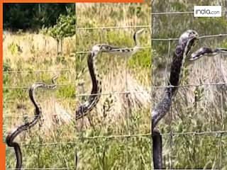 Sanp Ka Video: तार पर चढ़ते ही सांप को लगा करंट, फिर जो हुआ खुद देख लीजिए | Viral हुआ ये वीडियो