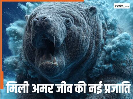 भारत से 5500 KM दूर समुद्र तट पर मिली 'अमर जीव' की नई प्रजाति, 50 साल से था गुम, झूम उठे वैज्ञानिक