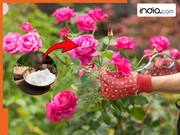 पौधे में फूल नहीं आ रहे? डाल दें ये 10 रुपये की सफेद चीज, 15 दिन में गुलाब से लद जाएगा पौधा!