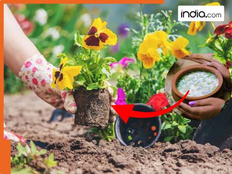 क्या वाकई पौधे में छाछ डालने से तेजी से निकलते हैं फूल? माली ने बताया इस्तेमाल करने का तरीका