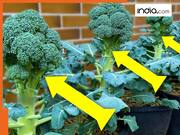 बाजार से न लाएं ब्रोकली...घर में ही इन 2 चीजों की मदद से उगाएं, एकदम आसान है तरीका