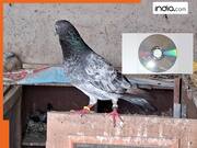 कबूतरों के आतंक से हो गए हैं परेशान? ऐसे में लगा दो पुरानी CD, कोसों दूर भागेंगे पक्षी