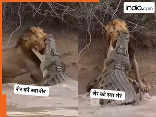 VIDEO: शेर का ही शिकार करने लगा पानी का दरिंदा, कैमरे में कैद हुआ खौफनाक नजारा