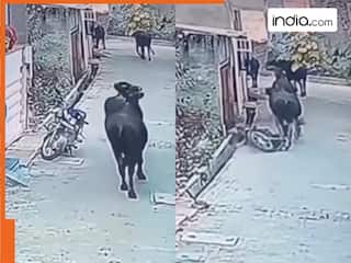 Funny Video: घर के बाहर खड़ी बाइक चुराकर भाग गया भैंसा, कैमरे कैद हुआ ये नजारा होश उड़ा देगा | देखें वीडियो