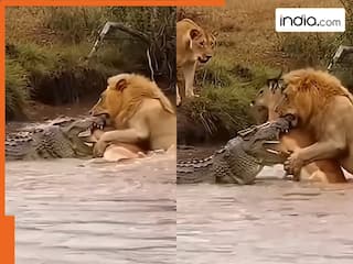 Animal Fight Video: हिरण को खाने ही वाला था मगरमच्छ तभी आ धमका शेर, फिर कैमरे में जो दिखा होश ही उड़ जाएंगे