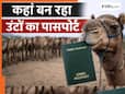 ऊंट का बनाया जा रहा पासपोर्ट, वजह भी चौंकाने वाली- जानिये 'Camel Passport' की क्यों पड़ी जरूरत ऊंट का बनाया जा रहा पासपोर्ट, वजह भी चौंकाने वाली- जानिये 'Camel Passport' की क्यों पड़ी जरूरत