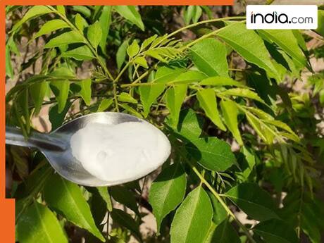 10 दिनों में हरा-भरा हो जाएगा करी पत्ते का पेड़, बस पौधे में डाल दें ये फ्री की सफेद चीज