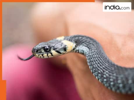 सांप के काटने पर भी मिलता है मुआवजा! यूपी-बिहार समेत इन राज्यों में लागू है ये नियम
