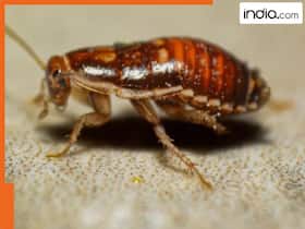 india.com top news