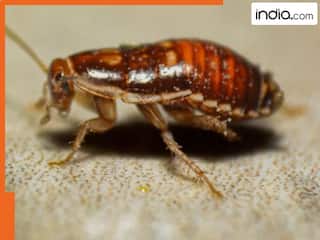 वैलेंटाइन पर अनोखा बदला! भूखे जानवरों को खिलाएंगे Ex के नाम के कॉकरोच, चिड़ियाघर ने दिया गजब का ऑफर