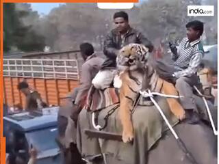 Bagh Ka Video: ऐसा डरपोक बाघ नहीं देखा होगा, शख्स ने पहले हाथी पर बैठाया फिर लगा कान मरोड़ने | देखें वीडियो