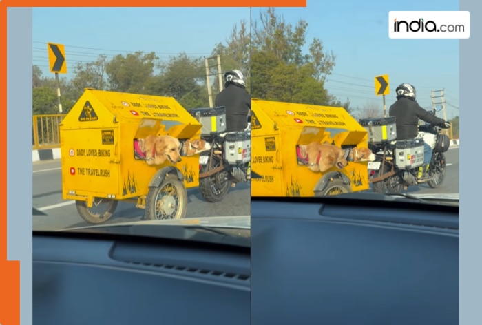 2 dogs with floppy ears enjoy adventurous road trip in mini trolley; internet asks, ‘Is it safe’ | Watch viral video