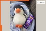 Husband loses job but gifts penguin plushie to wife on Valentine’s, netizens react