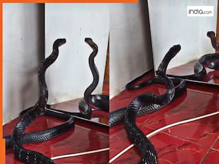 Nagin Dance Video: आईने के सामने आकर कंफ्यूज हो गई नागिन, फिर यूं झूमकर लगी नाचने | देखें वीडियो