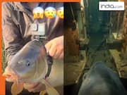 मछली पर कैमरा लगाकर समुद्र में छोड़ दिया, फिर अंदर की दुनिया देखकर खुद ही डर गया शख्स