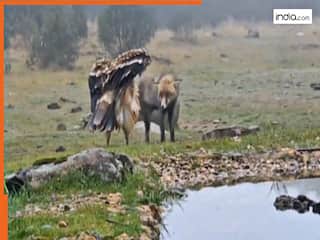 Baaz Ka Video: अचानक आमने-सामने आ गए बाज और लोमड़ी, फिर जो हुआ कल्पना भी नहीं कर सकते | देखें वीडियो