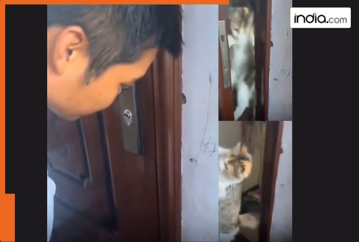 Mimi, the star cat, opens door when her dad forgets house keys, heartwarming video amazes the net