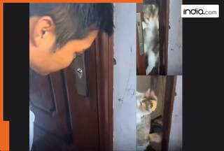 Mimi, the star cat, opens door when her dad forgets house keys, heartwarming video amazes the net