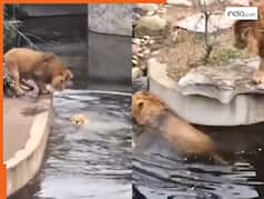 Sher Ka Video: चार कदम चलते ही नाले में धड़ाम हो गया शेर, हुई ऐसी हालत आपको भी तरस आ जाएगा