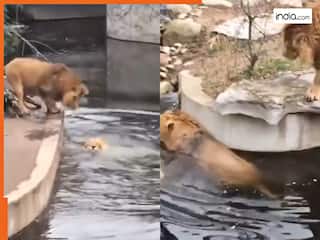 Sher Ka Video: चार कदम चलते ही नाले में धड़ाम हो गया शेर, हुई ऐसी हालत आपको भी तरस आ जाएगा