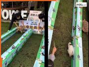 Viral Video: रियल लाइफ में भी रेस जीत गया कछुआ, खरगोश ने कर दी कहानी वाली गलती | देखें वीडियो