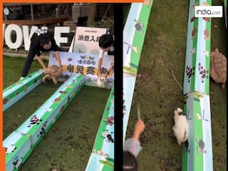 Viral Video: रियल लाइफ में भी रेस जीत गया कछुआ, खरगोश ने कर दी कहानी वाली गलती | देखें वीडियो