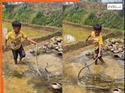 काटने की लाख कोशिश की, मगर बच्चे की फुर्ती के आगे बेबस हो गया सांप | देखें ये वीडियो