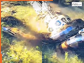 Azgar Ka Video: पानी में मगरमच्छ पर टूट पड़ा अजगर, फिर संभलने का मौका तक ना दिया | हिला देगा ये वीडियो