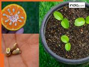 गमले में घर पर ऐसे लगाएं संतरे का पौधा, फलों से लद जाएगा पेड़