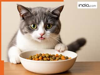 बिल्लियों को खाना खिलाकर ही कमा लिए 21 लाख रुपये, चीन में चल रही अनोखी सर्विस