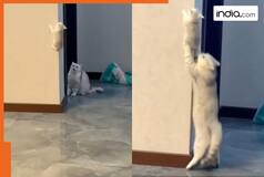 'Spider kitten' spotted climbing wall inside a room: Watch Viral Video