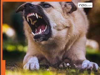 6 महीने बीत गए, लेकिन अंदर फैलता रहा है जहर... कुत्ते के काटने से 9 साल की बच्ची की हुई मौत