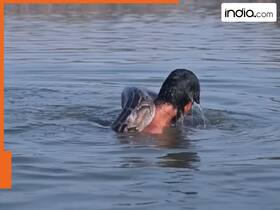 india.com top news