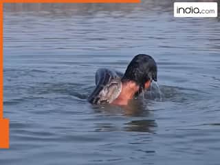 Azgar Ka Video: तालाब में डुबकी लगाते ही सिर पर बैठ गया अजगर, फिर लड़के की गर्दन लगा मरोड़ने