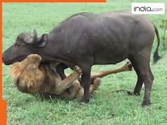 Sher Ka Video: भैंसों की पूरी फौज पर अकेला टूट पड़ा शेर, झपट्टा मारा और दबोच लिया शिकार | देखें वीडियो