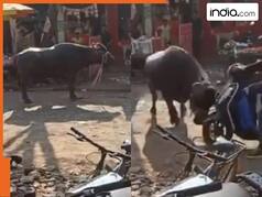 VIDEO: भैंस छोड़कर चली गई तो पूरी मार्केट में कोहराम मचाने लगा भैंसा, फिर जो दिखा उसे ही पटक दिया