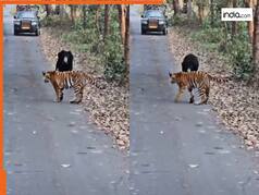 Bagh Ka Video: बाघ पर कहर बनकर टूटा भालू, फिर जो हुआ कभी नहीं देखा होगा | देखें वीडियो