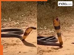 Cobra Ka Video: कैसे मौत को गले लगाता है किंग कोबरा, लाइव कैमरे में रिकॉर्ड हुआ खौफनाक नजारा | देखें वीडियो