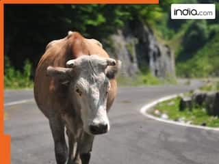 सड़क पर बंधी दिखी गाय तो देना होगा 1000 रुपये जुर्माना, यहां की सरकार ला रही नया कानून