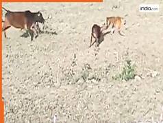 Bagh Aur Gaay Ka Video: बछड़े को दबोचकर शिकार करने लगा बाघ, तभी गाय की एंट्री ने पलट दिया खेल | देखिए