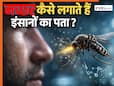 मच्छर कैसे तलाशते हैं अपना खाना? वैज्ञानिकों ने जो पता लगाया- जानकर आप भी चौंक जाएंगे
