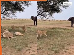Hathi Ka Video: हाथी को देखते ही शेरों की सिट्टी-पिट्टी गुम, लोग बोले- यही है जंगल का असली बॉस | देखें वीडियो
