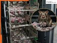 ATM में घुसा चूहा, मशीन में थे करीब 30 लाख रुपए, कुतर डाले इतने लाख, रकम जानकर पकड़ लेंगे कलेजा